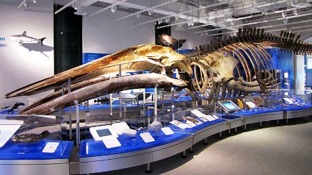 Skeleton of a blue whale
